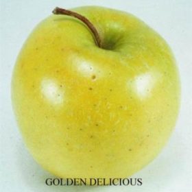 Golden Delicious Apple